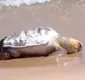 
                  Vídeo: tartaruga é encontrada morta na praia de Boa Viagem