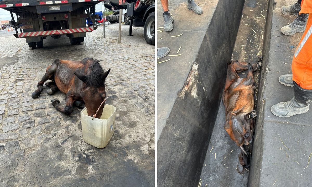 Cavalo cai em bueiro aberto e fica apenas com as patas traseiras para fora  - Gerais - Estado de Minas