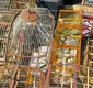 
                  Três homens são presos por venda ilegal de aves silvestres em Salvador