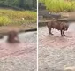 
                  Pitbull escapa de casa e mata cachorro de rua no interior da Bahia
