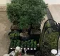 
                  Polícia descobre estufas com 40 pés de maconha em Salvador