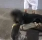 
                  Ataques de rottweiler geram pânico e mobilizam a polícia em Salvador