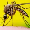 Imagem ilustrativa da imagem Dores persistentes no pós-dengue podem ser sinais de fadiga crônica