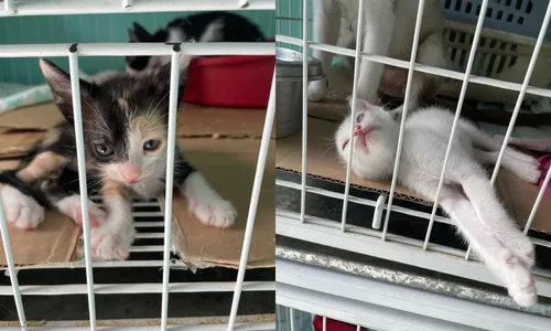 
				
					Salvador terá aula gratuita de yoga com gatos neste sábado (28)
				
				