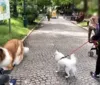 Homem que gastou R$ 72 mil para parecer cão interage com animais