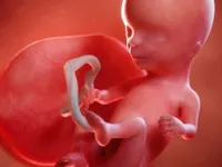 Quatorze semanas de gravidez: entenda como o bebê se desenvolve