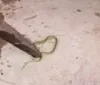 Cobra é achada em bebedouro de escola após crianças passarem mal na BA