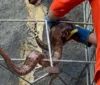 Jiboia é resgatada após ser encontrada em quintal de casa na Bahia
