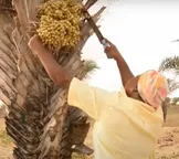 Fim de ano: relembre 3 maiores sucessos do podcast Calumbi em 2023