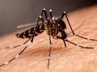 Dengue na Bahia: mortes sobem para 21 e 285 cidades estão em epidemia