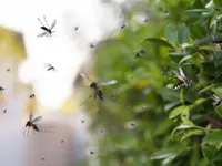 Dengue na Bahia: número de mortes chega a 59