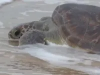 Ninhos de tartarugas na Bahia são monitorados após roubos de ovos