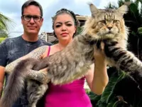 Xartrux: gato brasileiro impressiona pelo tamanho e pode bater recorde
