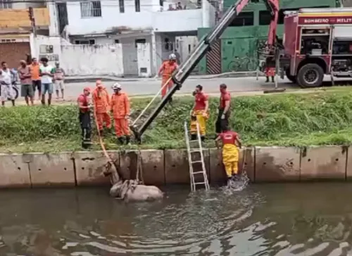 Cavalo cai em canal, fica atolado e é resgatado em Salvador