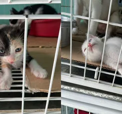 Salvador terá aula gratuita de yoga com gatos neste sábado (28)