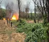 Policiais destroem mais de 104 mil pés de maconha no norte da Bahia
