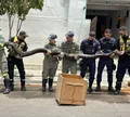Cobra de quase 5 metros de comprimento é capturada na Bahia