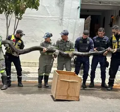 Cobra de quase 5 metros de comprimento é capturada na Bahia