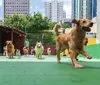 Cinco locais para os pets se divertirem em Salvador