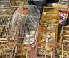 Três homens são presos por venda ilegal de aves silvestres em Salvador