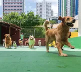 Cinco locais para os pets se divertirem em Salvador