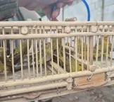 Policiais resgatam mais de 50 aves silvestres em Feira de Santana