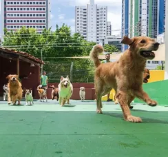 Cinco locais para os pets se divertirem em Salvador