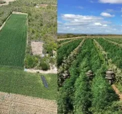 Polícia destrói mais de 200 mil pés de maconha em cidade da Bahia