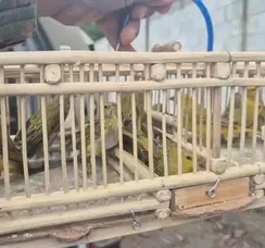 Policiais resgatam mais de 50 aves silvestres em Feira de Santana