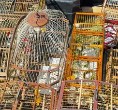 Três homens são presos por venda ilegal de aves silvestres em Salvador