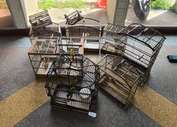 Aves silvestres são resgatadas em Salvador durante operação policial