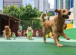 Cinco locais para os pets se divertirem em Salvador
