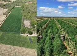 Polícia destrói mais de 200 mil pés de maconha em cidade da Bahia