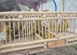 Policiais resgatam mais de 50 aves silvestres em Feira de Santana
