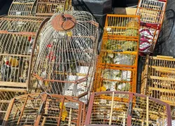 Três homens são presos por venda ilegal de aves silvestres em Salvador