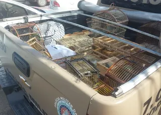 Mais de 80 aves silvestres são resgatadas em Simões Filho