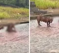 Pitbull escapa de casa e mata cachorro de rua no interior da Bahia