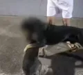Ataques de rottweiler geram pânico e mobilizam a polícia em Salvador