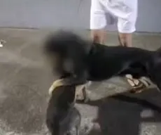 Ataques de rottweiler geram pânico e mobilizam a polícia em Salvador