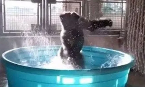 
				
					Gorila dançarino faz sucesso ao som de canção de Flashdance
				
				
