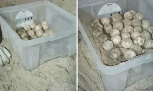
				
					Em ação, 150 ovos de tartaruga são resgatados em Salvador
				
				
