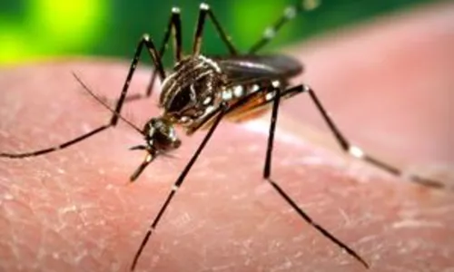 
				
					Casos de dengue aumentam em 773% em Salvador e 55% na Bahia
				
				