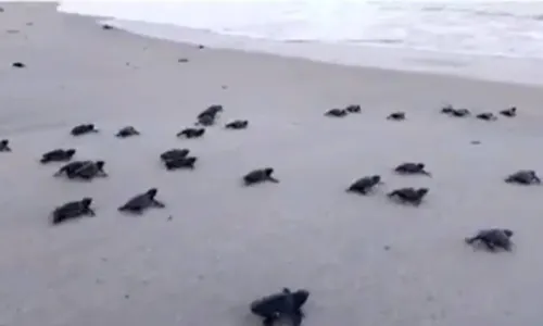 
				
					Quase três mil filhotes de tartarugas nascem no sul da Bahia
				
				