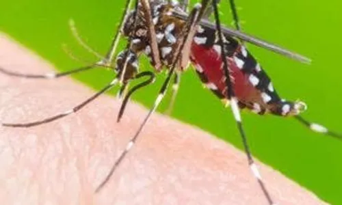 
				
					Casos de dengue têm alta na Bahia no primeiro trimestre de 2023
				
				