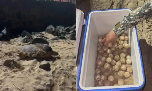 
				
					Mais de 120 ovos de tartaruga-marinha são resgatados em Salvador
				
				