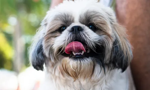 
				
					Shihtzu: inteligentes, afetuosos, independentes e decididos
				
				