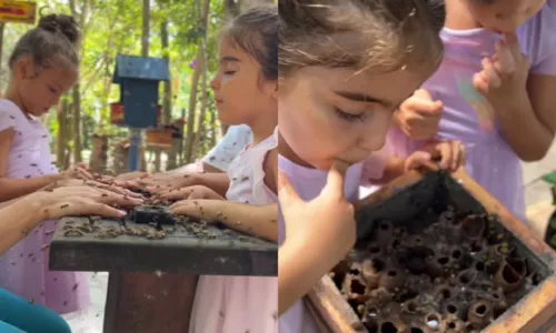 
				
					Filhas de Ivete Sangalo se divertem com abelhas em Fazenda; veja
				
				