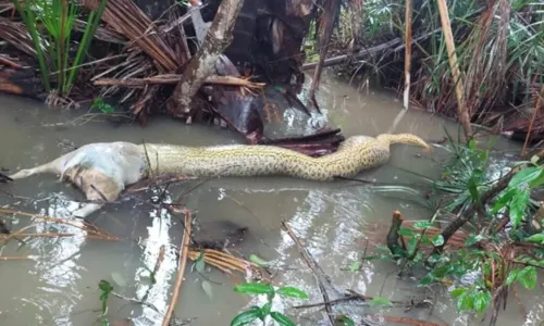 
				
					Cobra morre engasgada ao tentar comer cachorro
				
				