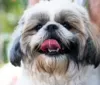 Shihtzu: inteligentes, afetuosos, independentes e decididos