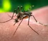 Casos de dengue aumentam em 773% em Salvador e 55% na Bahia